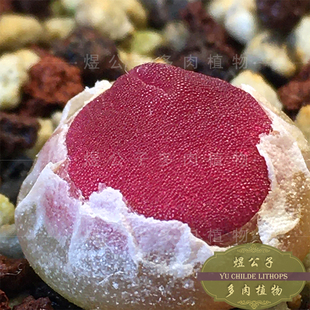 肉锥哈默灯泡多肉植物1.5年小笼包超强颗粒感番杏绿植盆栽