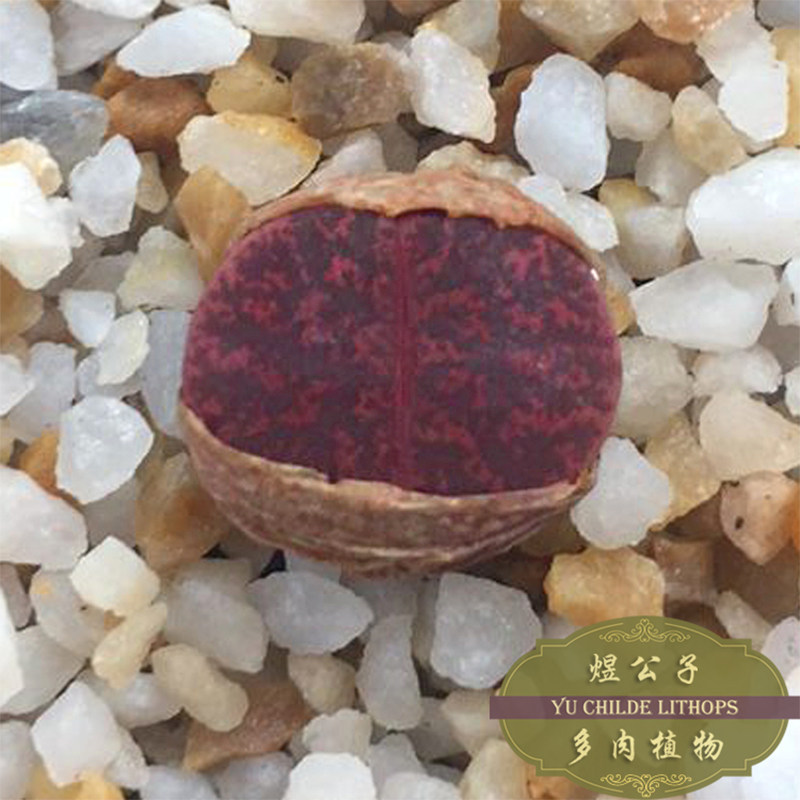 生石花欧版酒红紫熏多肉植物超粗多肉植物
