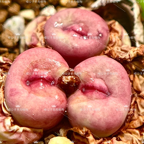 种子肉锥ts427小红嘴嘟嘟嘴播种多肉植物园艺种正宗正版非野货