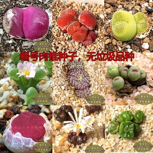 肉锥种子各种纯编号品种集合播种多肉植物