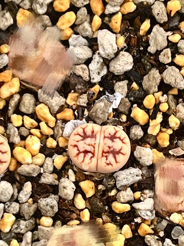 生石花c188云映玉粗纹超级188龙纹特选3年一物一拍