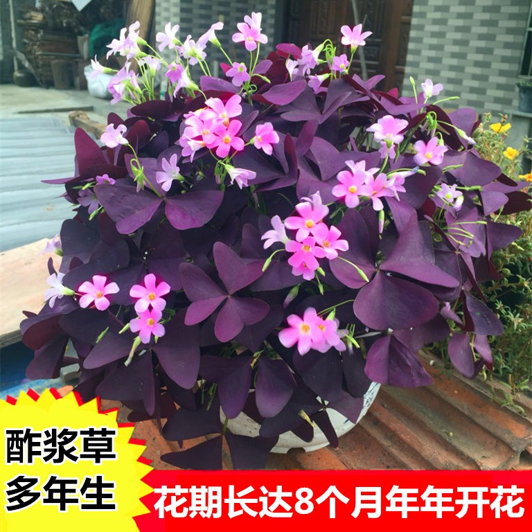 醡浆草阳台室外植物紫叶四季播种