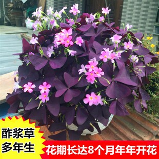 紫叶酢浆草球根花卉紫蝴蝶四季播种开花阳台盆栽幸运草多年生耐寒