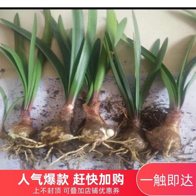 紫根兰开花球乔治百合包对版好养