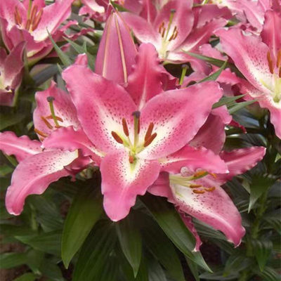 娱乐圈进口重瓣香水百合花种球带牙种子多头四季开花浓香花卉盆栽 沈春华顺 淘优券