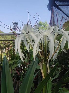 文殊兰白色花盆景净化空气室内甲醛绿色植物十八学士大型盆栽
