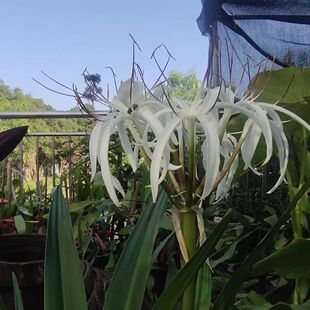 文殊兰白色花盆景净化空气室内甲醛绿色植物十八学士大型盆栽