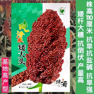 矮杆酒糯高粱王超吨铁杆1米红高粱种子 矮杆抗鸟酿造型高产高粱籽