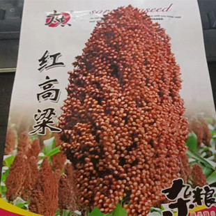 老品种红高粱种子 糯高粱种子酿酒扫帚高粱种子高产抗旱高粱种子