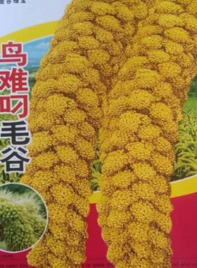 鸟不叼粘小米种子谷子种子抗鸟害黄米粟米小香米高产大田农家种籽