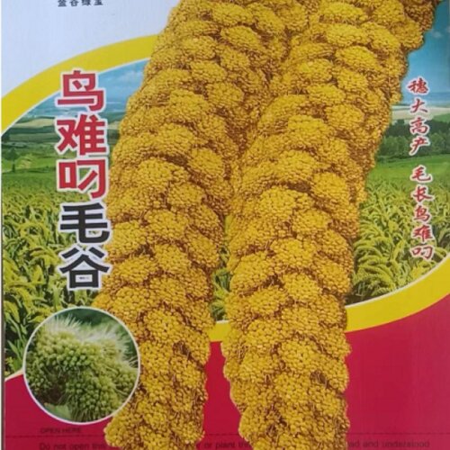 鸟不叼粘小米种子谷子种子抗鸟害黄米粟米小香米高产大田农家种籽