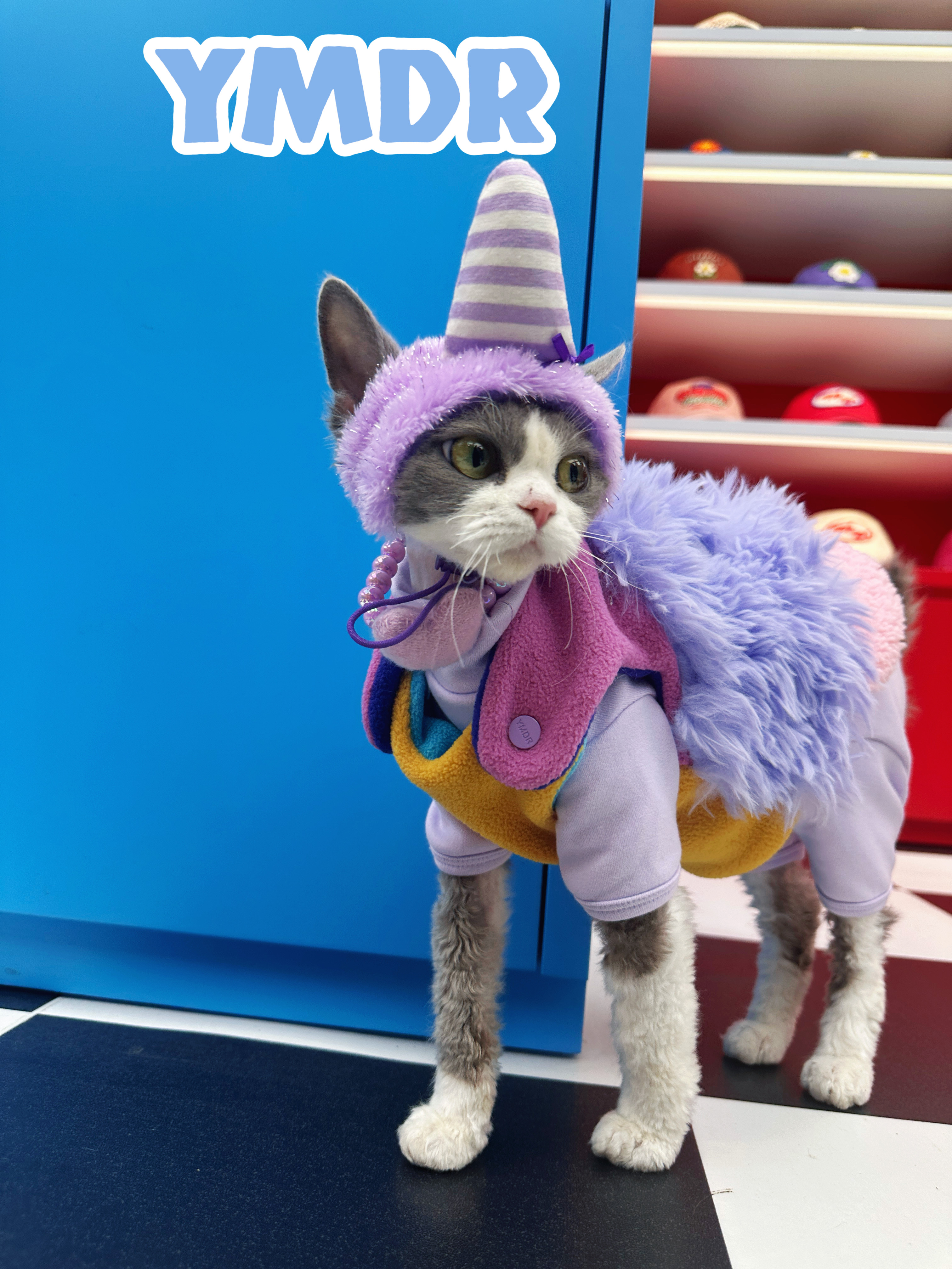 YMDR原创德文衣服德文帽子冬款小怪兽网红马甲纯棉四脚独角兽套装,宠物/宠物食品及用品,猫宠物服装/雨衣（新）,淘宝优惠券,粉丝福利购,淘宝优惠卷