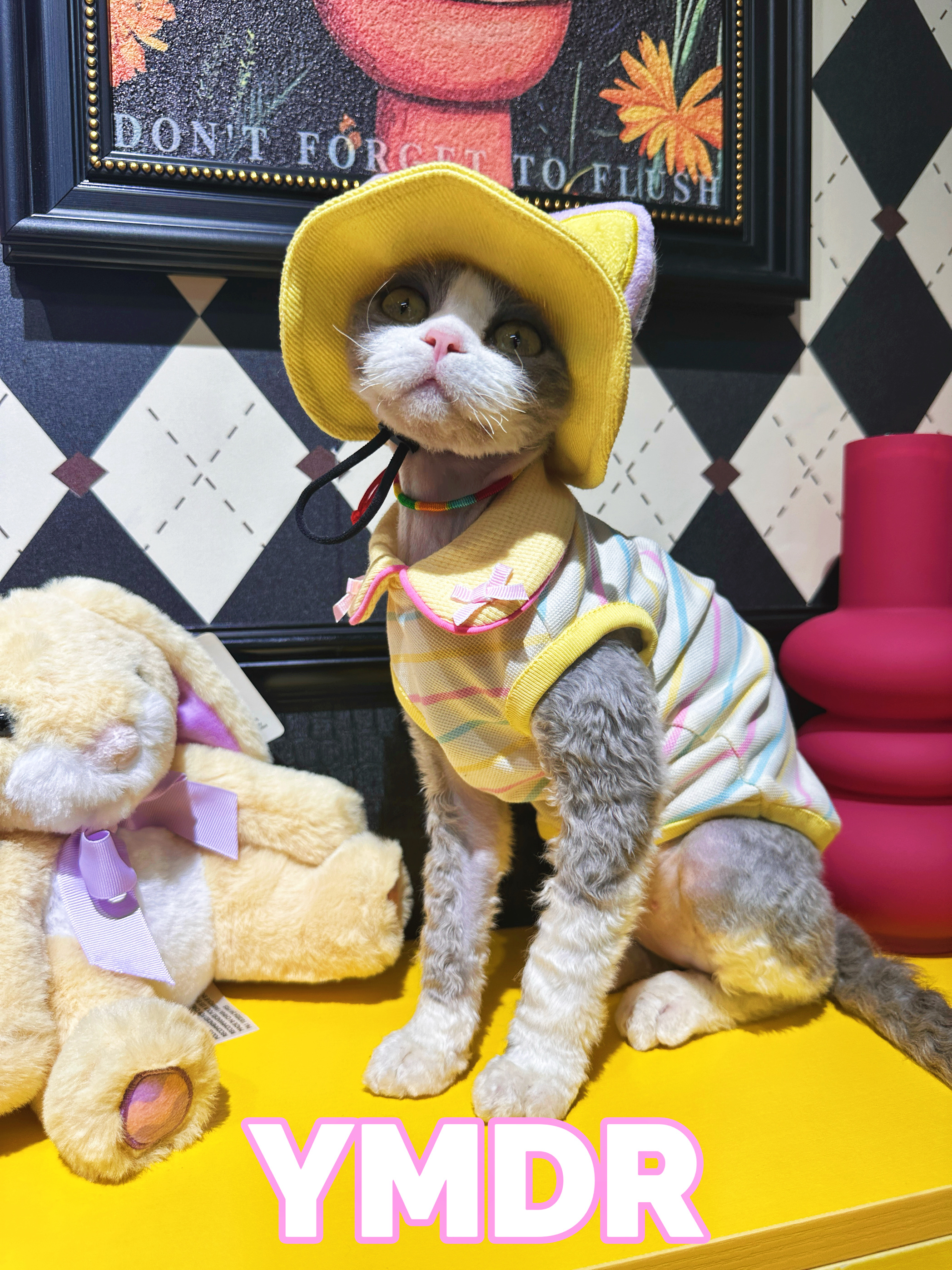 YMDR德文猫帽子德文衣服六一福利