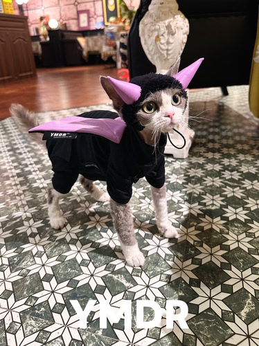 YMDR德文猫恶魔装扮套装四脚打底