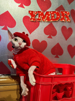 YMDR德文衣服德文帽子无毛猫配饰