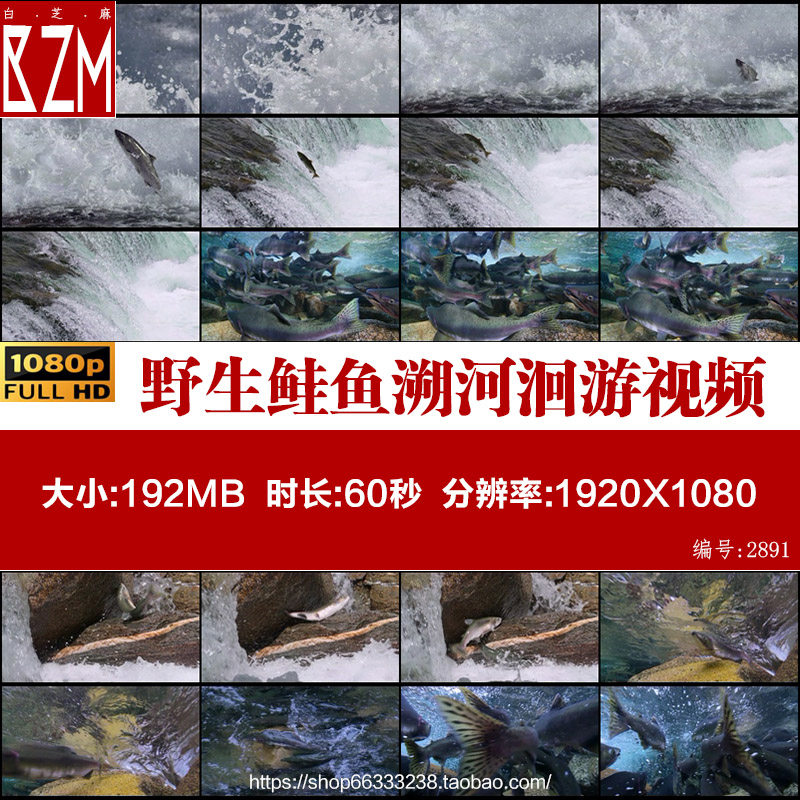 野生鲑鱼溯河洄游深海鱼类三文鱼鳟鱼营养价值原创实拍视频素材