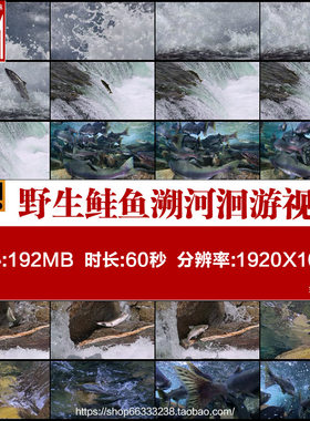 野生鲑鱼溯河洄游深海鱼类三文鱼鳟鱼营养价值原创实拍视频素材
