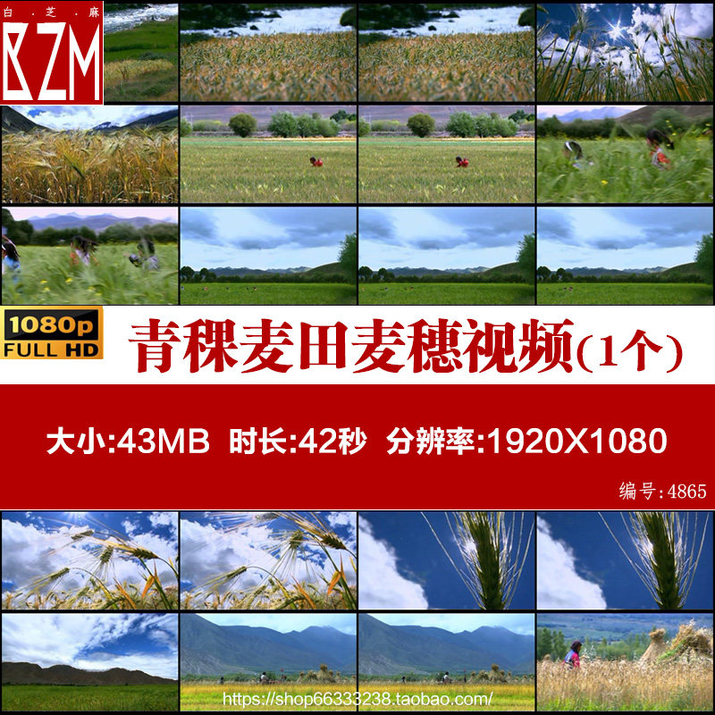 西藏青稞 麦田麦穗 农业丰收 农田收割 中国视频素材,商务/设计服务,短视频制作,淘宝优惠券,粉丝福利购,淘宝优惠卷