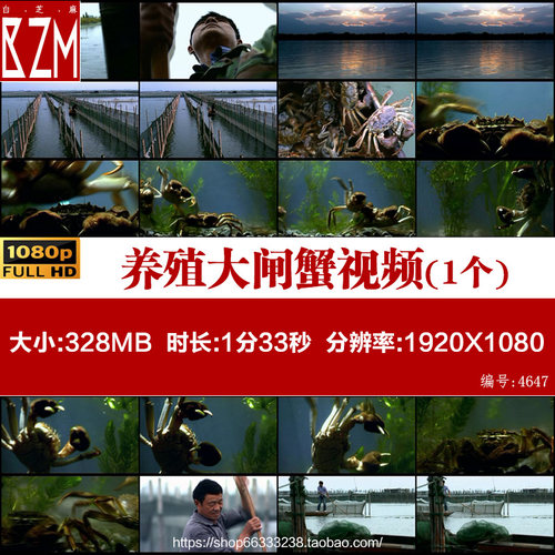 005养殖大闸蟹螃蟹河蟹实拍视频素材