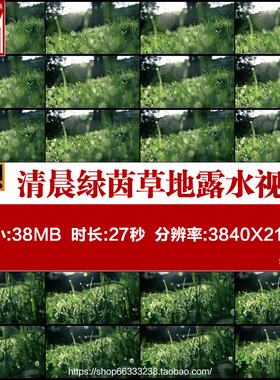 清晨绿茵草地露水露珠4K视频素材实拍绿色草坪早晨清新大自然阳光