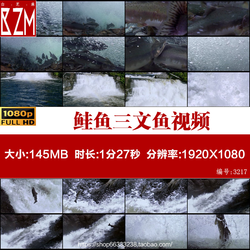 鲑鱼三文鱼大马哈鱼鱼跃鱼跃水面鱼跃出水面高清视频素材