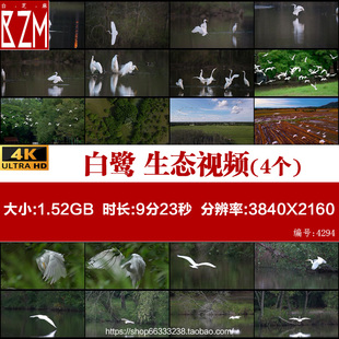 大白鹭飞翔 湿地 鸟 天堂 高清实拍视频素材 白鹭 生态