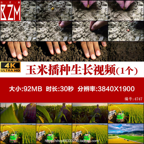 玉米播种玉米生长农业日出种子破土而出播种实拍视频素材