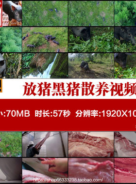 放猪散养动物家畜牲畜养殖场黑猪散养猪肉加工猪肉切割视频素材