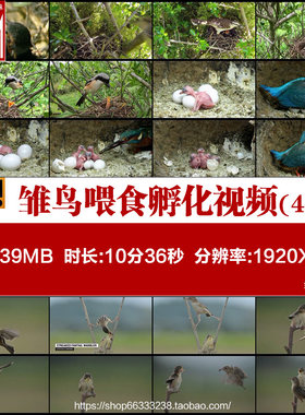 雏鸟喂食 孵化破壳 嗷嗷待哺 刚出生的小鸟 高清实拍视频素材