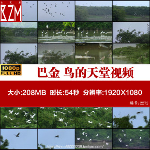 广东江门 古榕树独木林 泥墩变绿岛 巴金 鸟的天堂 高清视频素材