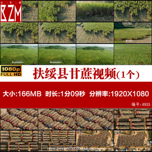 航拍广西崇左市扶绥县农民采收甘蔗卡车运输到制糖厂实拍视频素材
