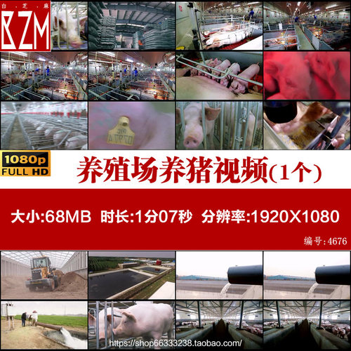 现代化养殖场养猪场种猪小猪集约化养殖宣传片农业科技视频素材