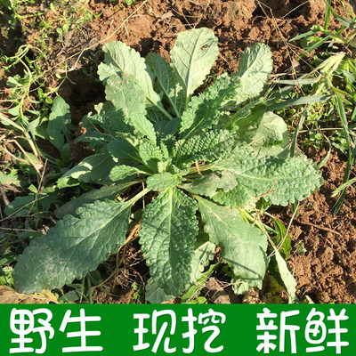 野菜新鲜现挖荔枝草蛤蟆皮草