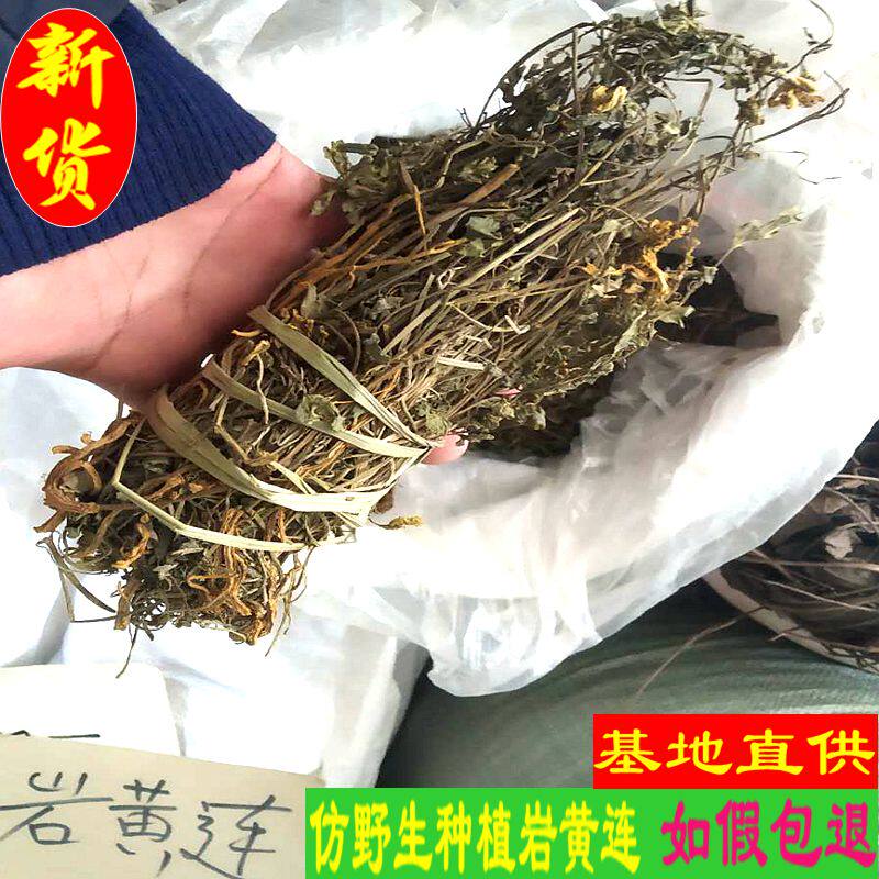 广西高海抜高氧地带喀斯特地貌仿野外种植岩黄连岩胡干货新品热卖