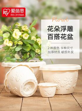 爱丽思irisflowl波纹多肉植物