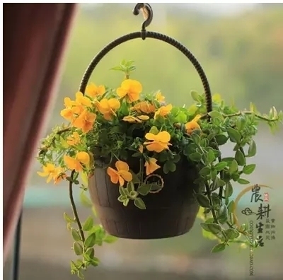 barrel7号可种花可当爱丽丝吊盆