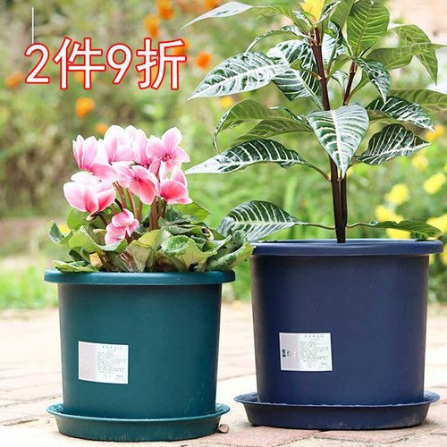 博士素颜深型月季铁线莲花盆树脂