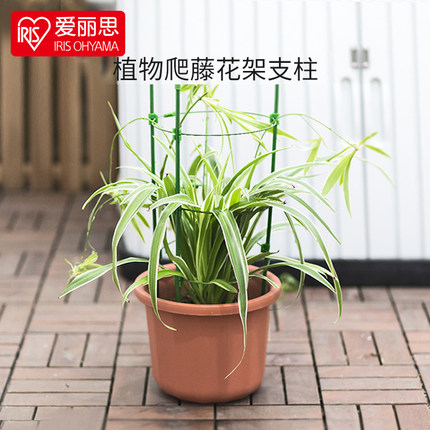 爱丽思花架植物藤蔓月季