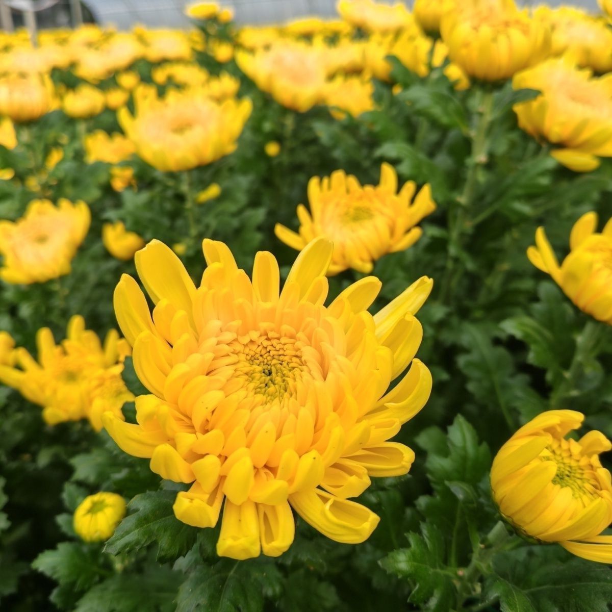 新鲜菊花优质大朵黄白菊鲜花花卉
