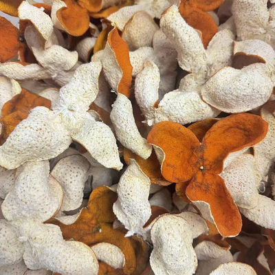 浦北茶枝柑（15）老树陈皮生晒皮