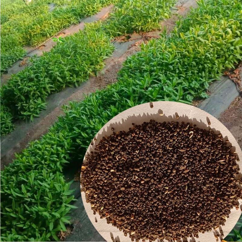 10克山东野生山苜楂种子山蚂蚱麻楂木楂银柴胡春秋播阳台野菜