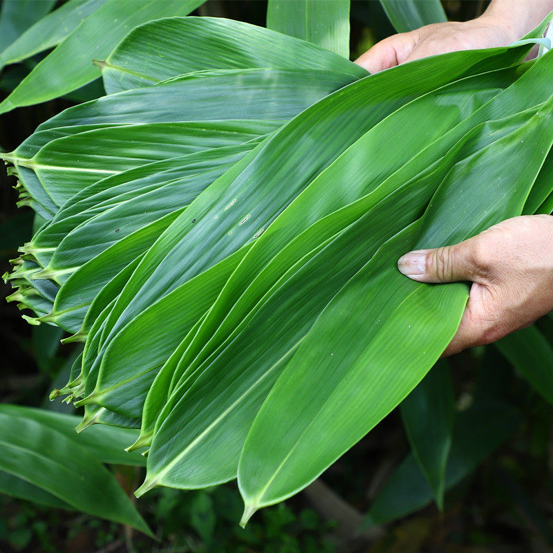 粽叶粽子叶100片包粽子精选特大