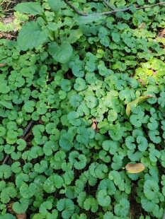新鲜透骨消现采消接骨消连钱草中草药材野生透骨草活血铜钱连钱草