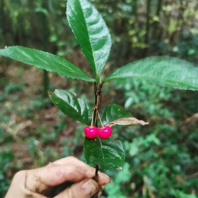 野生紫金牛苗 矮地茶 平地木 叶底珠 叶下红   中草药苗 矮地茶苗