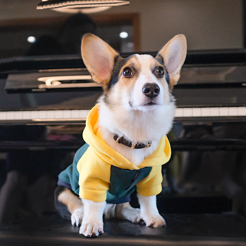 狗狗衣服春秋薄款柯基柴犬腊肠犬秋冬季小型犬秋冬装宠物连帽卫衣