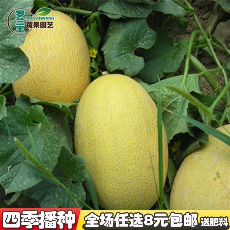 【新疆哈密瓜种子】甜瓜蜜黄金黄皮桔红肉哈蜜瓜种籽网纹橙肉种籽在类目 3C数码配件, 手机配件, 手机支架/手机座中 - 来自Buy2taobao.com提供专业的淘宝代购服务