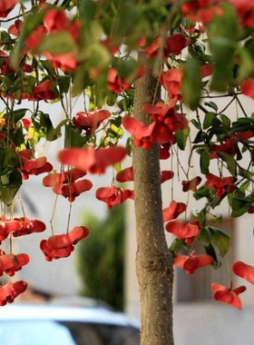 金丝吊蝴蝶盆栽地栽植物摇钱树红色美观庭院净化耐高温耐寒易活