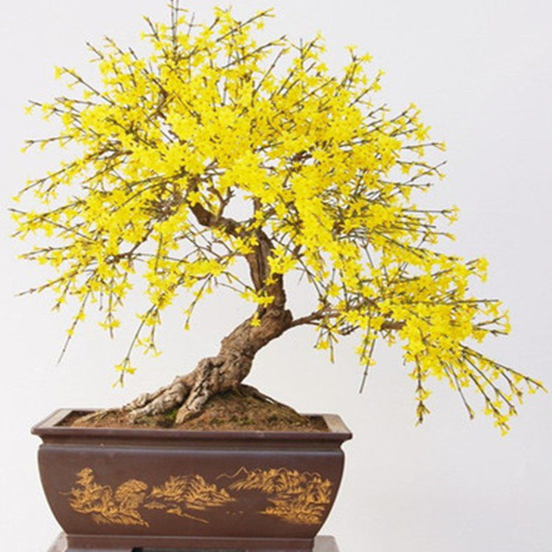 迎春花老桩盆景花卉老根微型盆栽虎蹄迎春小叶迎春花庭院花卉热销