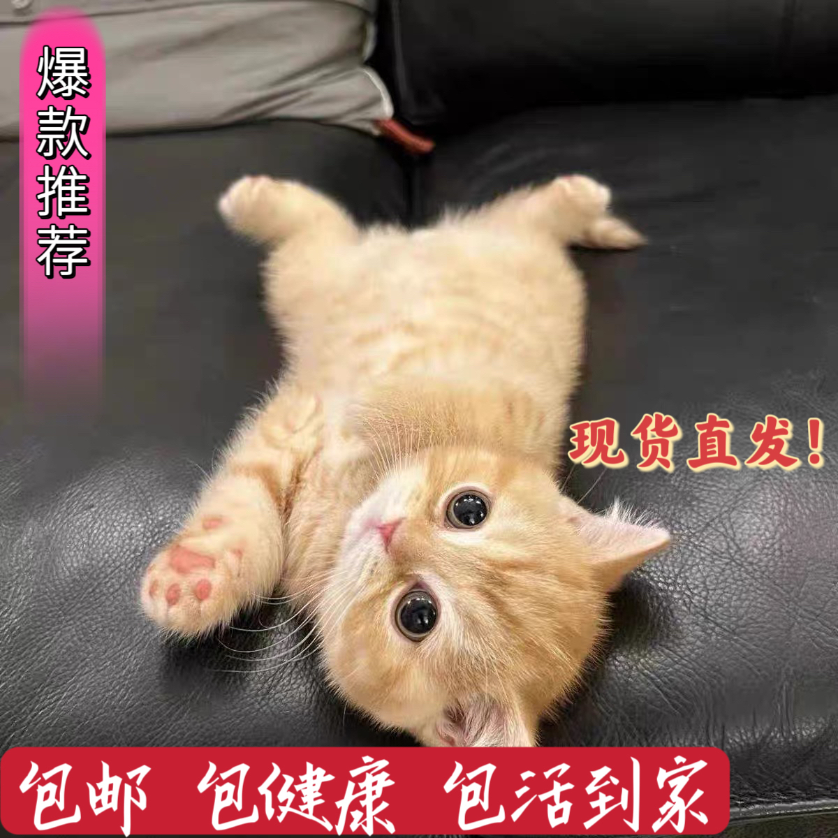 家养中华田园猫幼猫真猫狸花猫幼崽抓老鼠小土猫小猫橘猫白猫黑猫