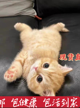 家养中华田园猫幼猫真猫狸花猫幼崽抓老鼠小土猫小猫橘猫白猫黑猫